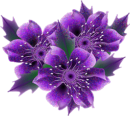 BELLES  IMAGES 